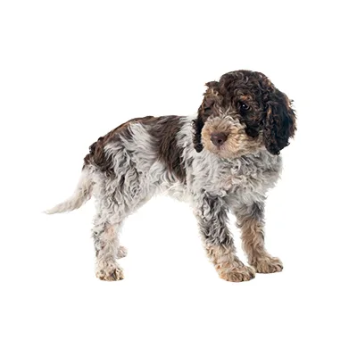 Cachorro de raza Perro de Agua Español en venta – LibraCachorros, criadero nacional