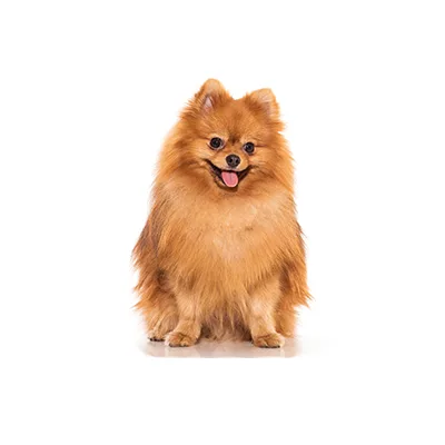Cachorro de raza Pomerania en venta – LibraCachorros, criadero nacional