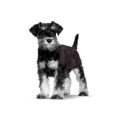 Cachorro de raza Schnauzer Miniatura en venta – LibraCachorros, criadero nacional