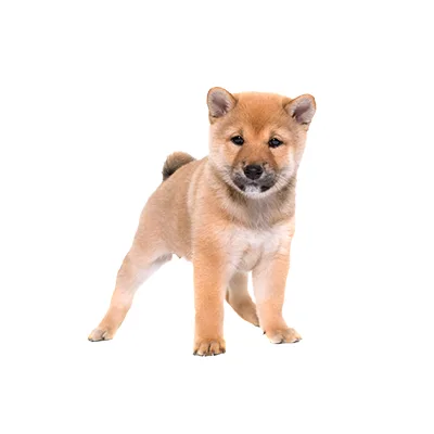 Cachorro de raza Shiba Inu en venta – LibraCachorros, criadero nacional