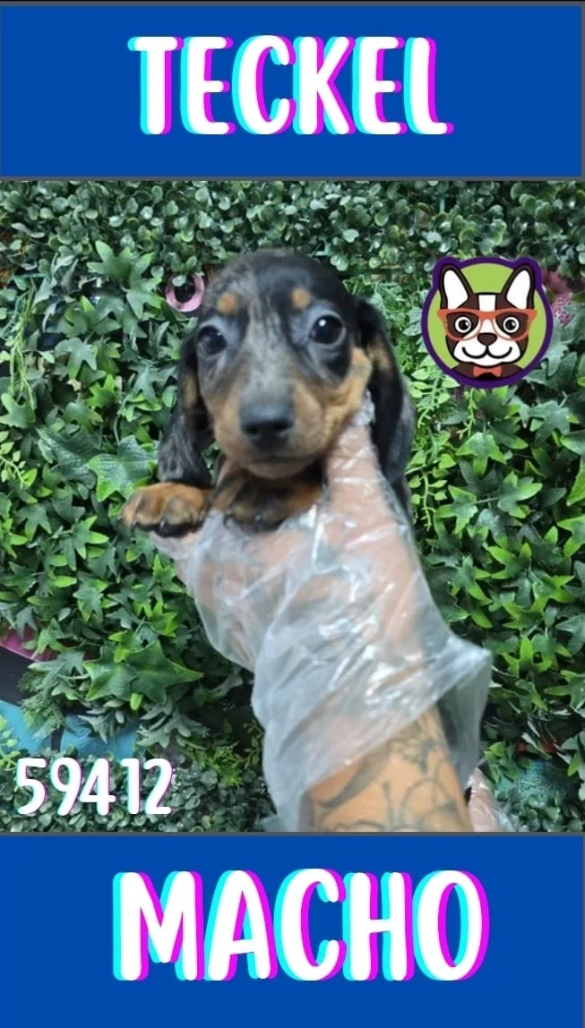 Cachorro teckel en venta – LibraCachorros, criadero nacional