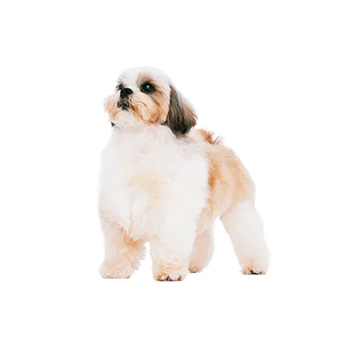 Cachorro de raza Shih Tzu en venta – LibraCachorros, criadero nacional