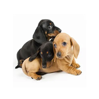 Cachorro de raza Teckel en venta – LibraCachorros, criadero nacional