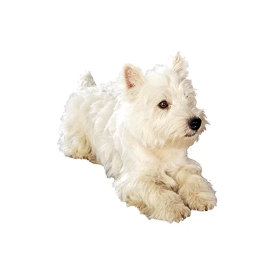 Cachorro de raza West Highland White Terrier en venta – LibraCachorros, criadero nacional