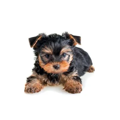 Cachorro de raza Yorkshire Terrier en venta – LibraCachorros, criadero nacional